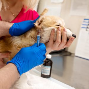 Veterinary doctors exam little corgi dog in manipulation room of pet clinic. Pet health care.