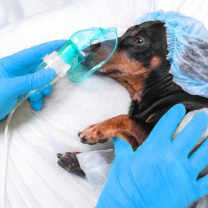 Veterinarian in sterile gloves puts anesthesia oxygen mask on face of dachshund for operation. Dog wearing disposable surgical cap and medical gown prepares for procedure in hospital.