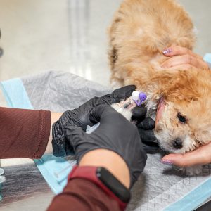 Veterinarian administers medication to a Maltipoo puppy through a catheter in his paw. Close-up, selective focus