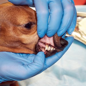 Checking dog teeth in veterinary clinic close up