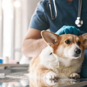 Close-up of sick welsh pembroke corgi dog lying on medical table by young male veterinarian in clinic office before examination