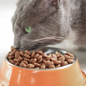 Cat Eating from Bowl. Young Cat Eats Food, Licking Tongue. Feline Feeding Isolated Neutral Background. Tabby Cat Eating Meat, Meal, Looking up, Down. Side View. Pet Food Banner. Domestic Animals Food. Cat Eating Food. Gray Cat Eats Food from Orange Steel Bowl against beige neutral wall. Close up. Hungry Feline at Home. Cute Domestic Animal. Side View, Copy Space. Pet Care. Cat Feeding. Orange pets bowl isolated on pastel color studio background. Metal cat or dog bowl for wet or dry kibble food. Animal feed. Side view. Feeding round bowl. Space for your text, logo, slogan. Advertising, Ad. Mockup. mock up. trendy simple minimalistic design. Nordic interior. Horizontal panoramic banner.