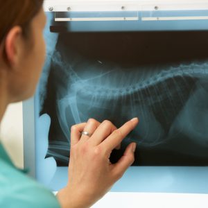 Female Veterinary Surgeon Examining X Ray In Surgery Pointing To Organ