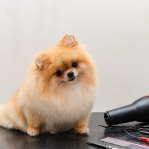 Spitz dog during a haircut in a pet salon.