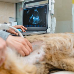 Dog having ultrasound scan in a vet clinic. Veterinarian. A pregnant dog is examined in an animal hospital. Closeup.